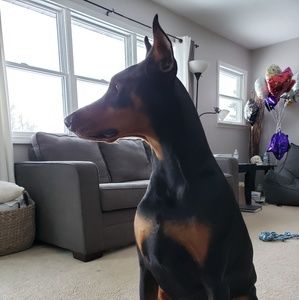 Meet your Posher, Justin